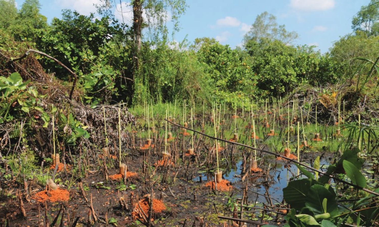 Mangrove restoration project at Ittapana mangrove complex